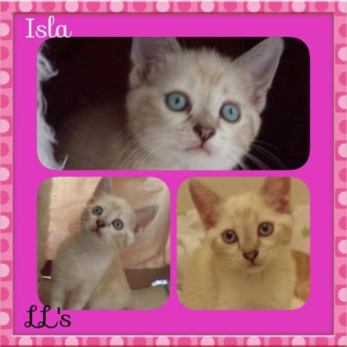 Isla 