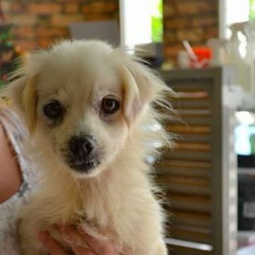 No photo for Help Stella Get Out Of The Pound!