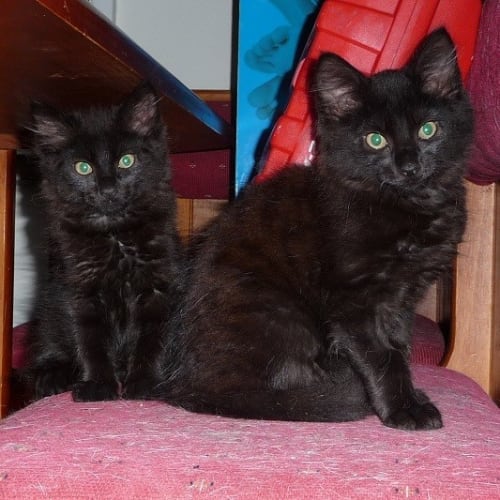 Molybdenur ** Adoption Day**