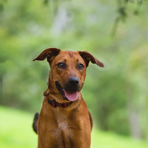 Ajay - Adoption Pending