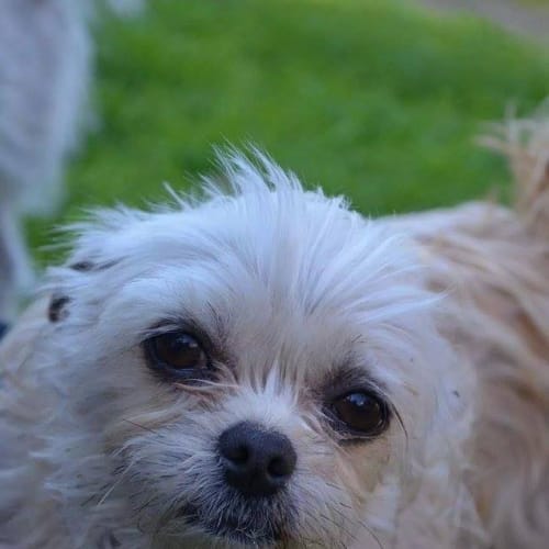 Morty
