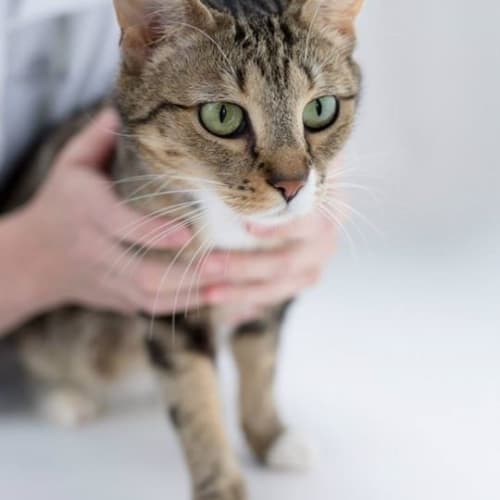 "Zena" - Purrfect Match