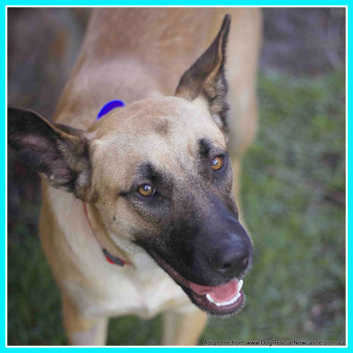 Renaldo (On Trial 4/1/15~ German Shepherd x Kelpie