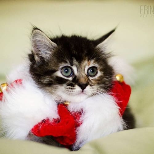 Luca the Christmas grinch!