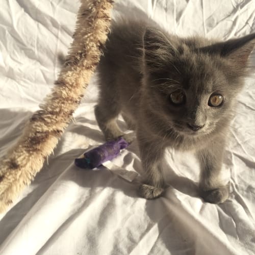 "Kody" Purrfect Match 