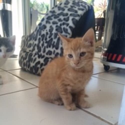 Kylie @ The Pet House, Erina