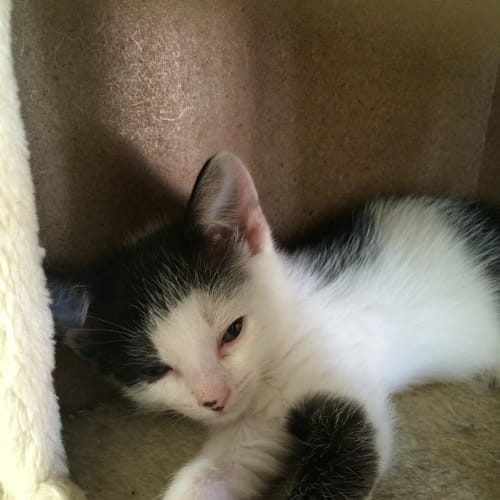 Dotti @ The Pet House Erina