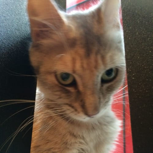 Billie (The Pet House, Erina 4365 5040)