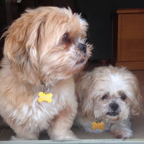 Loki (803) & Lottie (804)