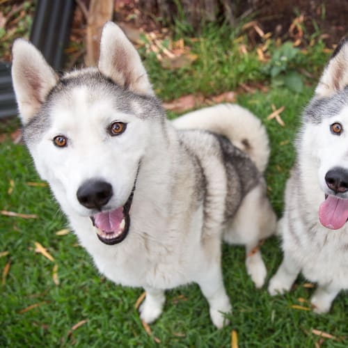 Zuri and Ike (to be rehomed as a pair)