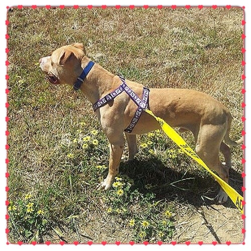 No photo for Jax ** A Sweet Well Mannered Boy **
