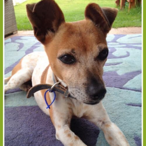 Lucky (On Trial 24/2/2015)~ Tenterfield Terrier