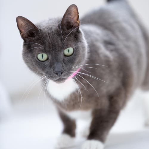 "Arya" - Purrfect Match