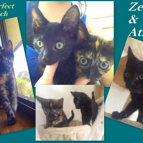 "Athena ( and Zeus)" - Purrfect Match