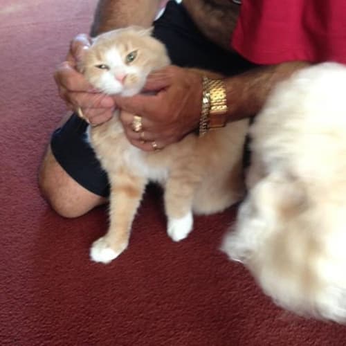 "Prince of York" - Purrfect Match