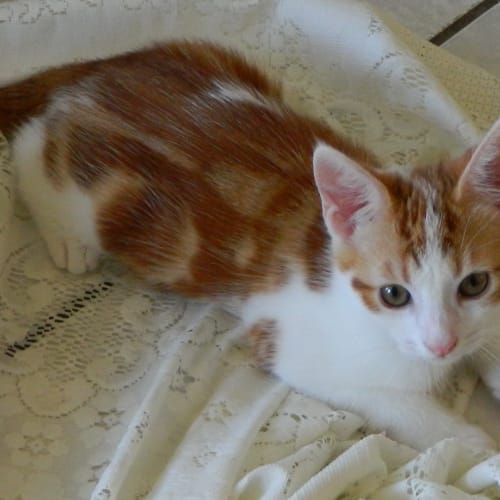 "Ollie" - Purrfect Match