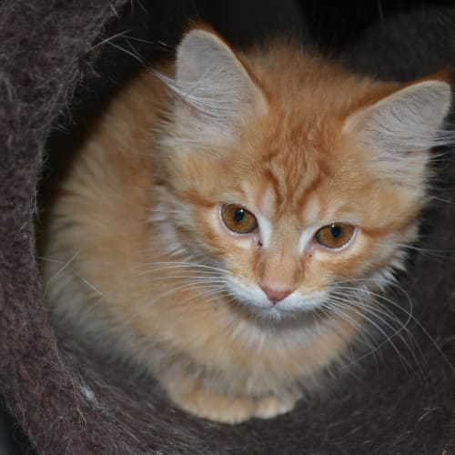 Jaffa