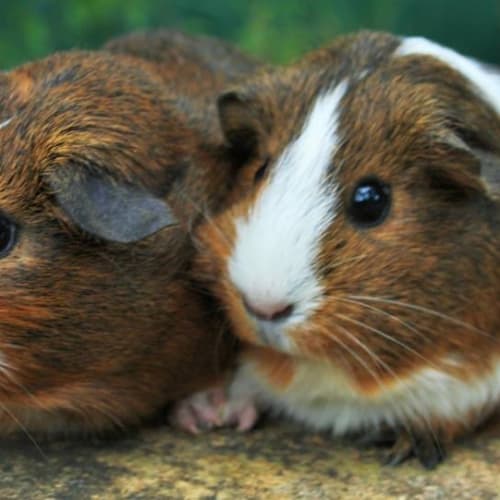 Teatree and Potato