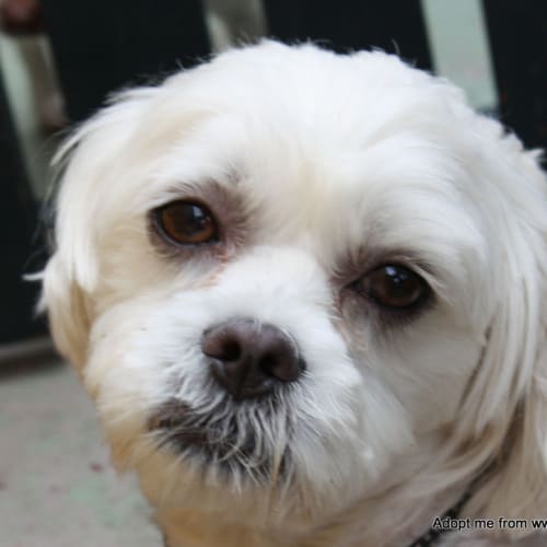 Louie (On Trial 31/12/14)~ Maltese x shih tzu