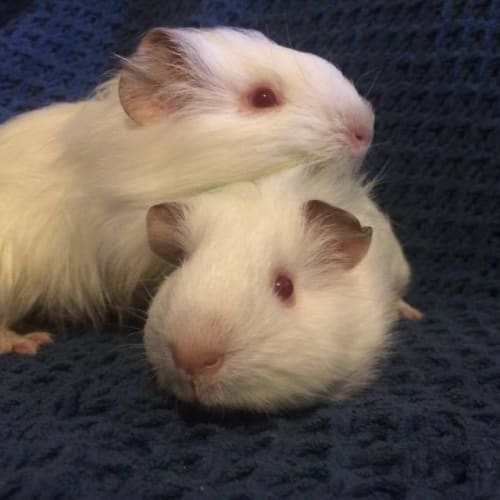 Snowy and Flake