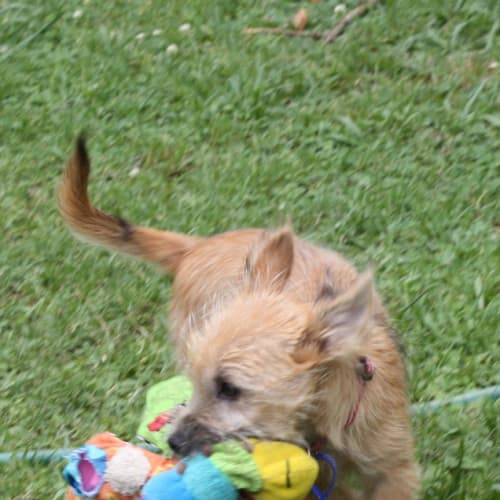 Malison (On Trial 30/12/14)~ Pom x Terrier pup