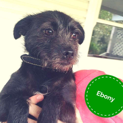Ebony 