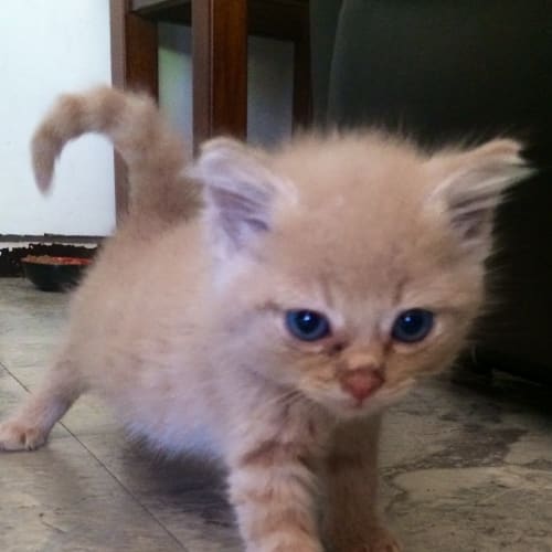 Sooty