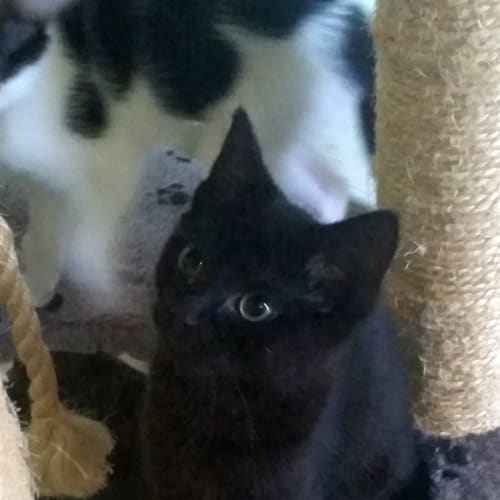 Ebony