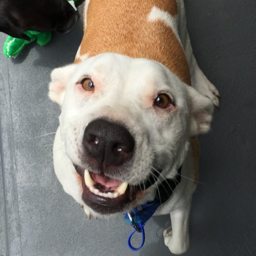 Baxter (On Trial 10/1/15) ~ Labrador x Staffy