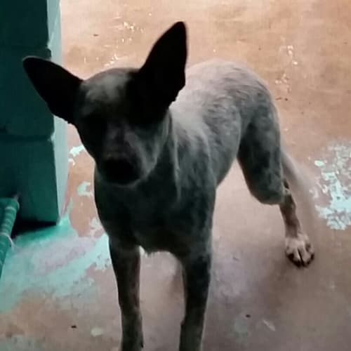 Smithy (adoption pending)