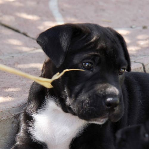 Mardi (Trial 10/1/15) ~ Labrador x Mastiff puppy