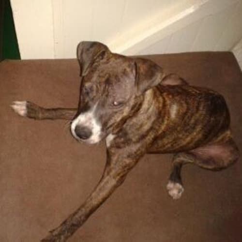 Solo (adoption pending)