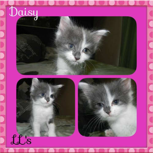 Daisy 