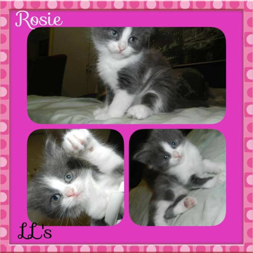 Rosie 