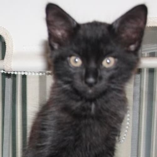 Lurch (Pre-Adopt)