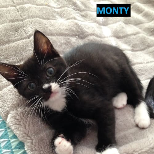 Monty