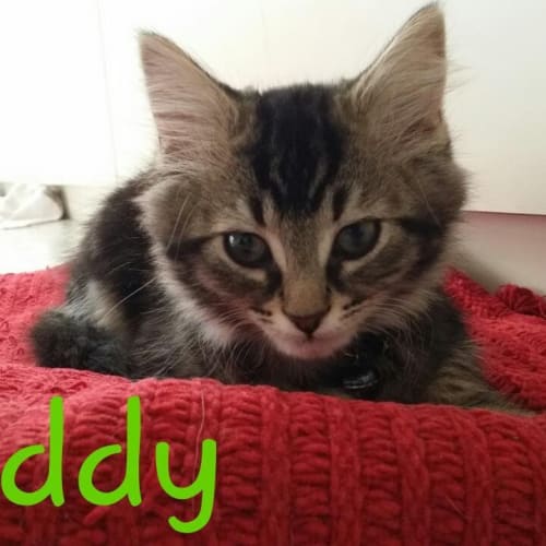 Freddie (dog,cats,kids friendly!)