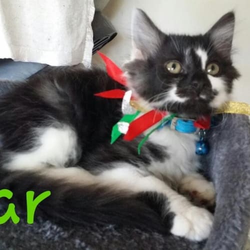 Scar **Very Affectionate**