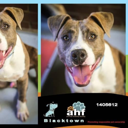 Alvin 5612 Amstaff 1/2yrs