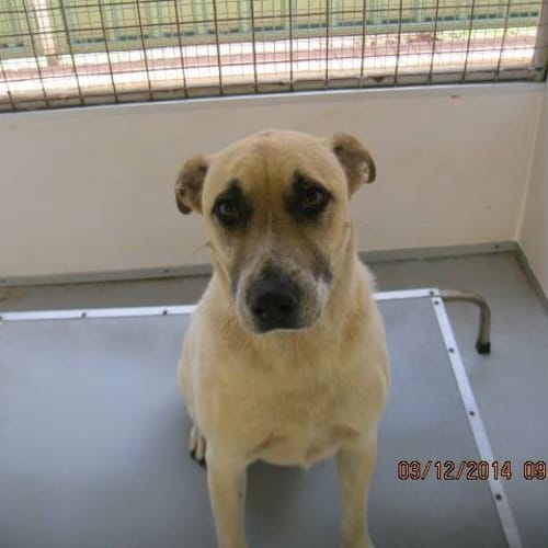 Sore Le 5671 Cattle x Lab 2/4yrs