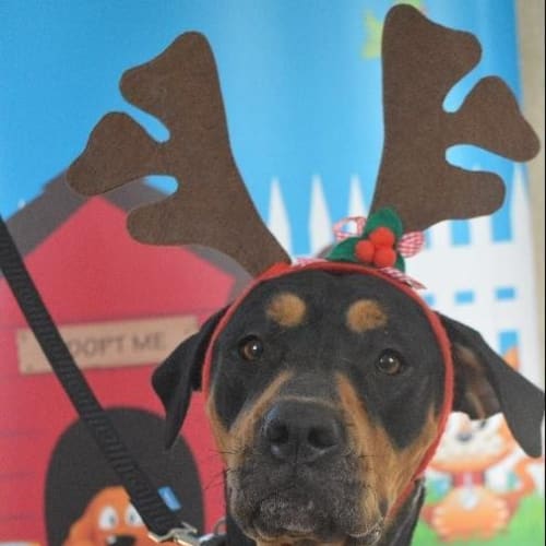 Kahlua