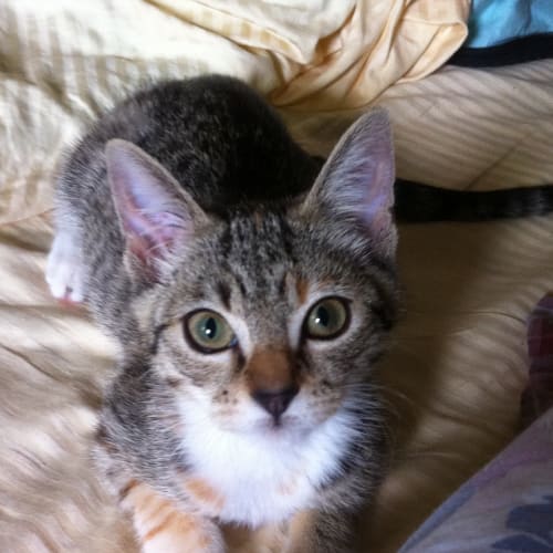 Frankie