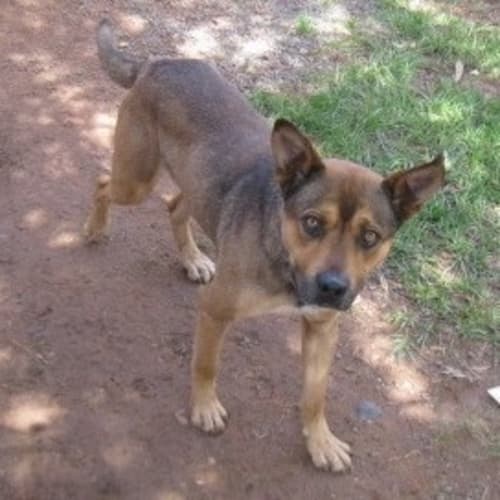Kiefer 5709 Cattle x Gsd 2/4yrs
