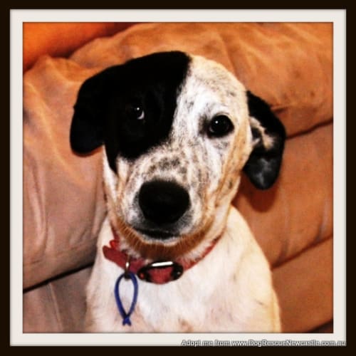 Gizmo (On Trial 2/3/15) ~ kelpie x cattle dog