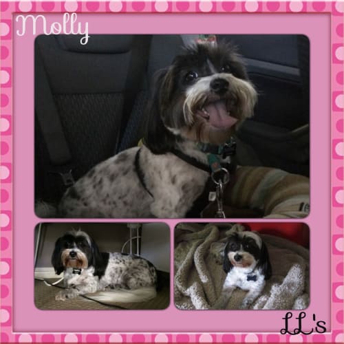 Molly