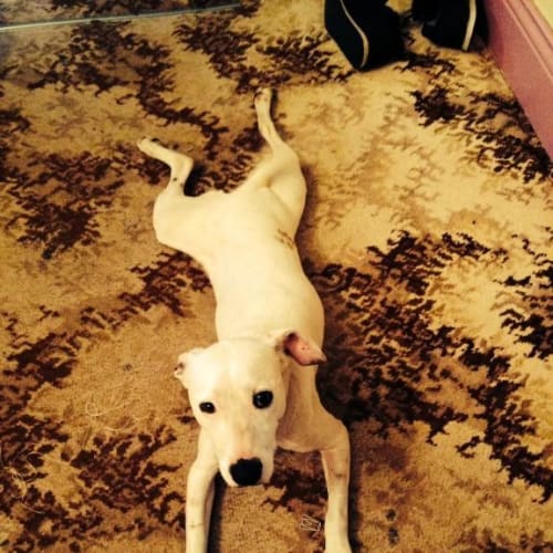 Pippa ~ Foster Carer Needed