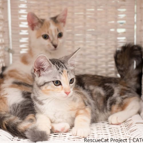 "Splish" - Purrfect Match