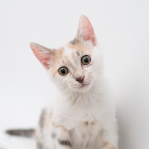 "Splosh" - Purrfect Match