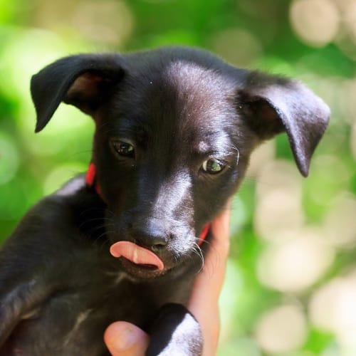 Jarrah ~ On Trial 18/1/15