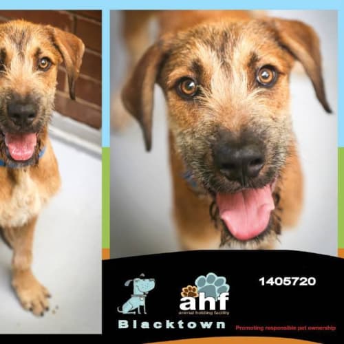 Mustacho 5720 Irish Wolfhound 6/12months
